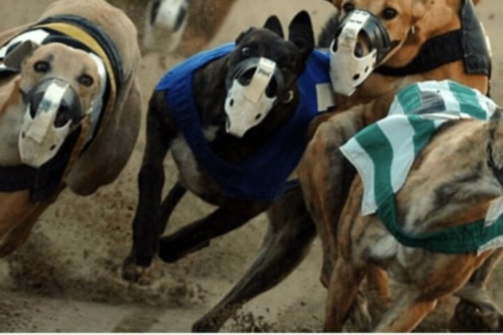 хрътки bet365